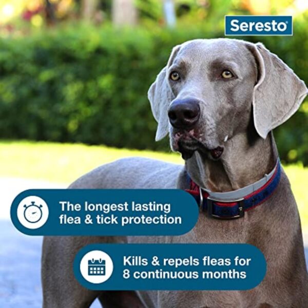 Seresto Flea & Tick Collar for Large Dogs Over 18 lbs – 8 Month Protection – Vet-Recommended Treatment & Prevention - Image 7