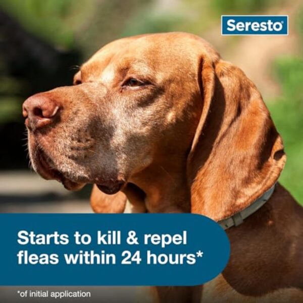 Seresto Flea & Tick Collar for Large Dogs Over 18 lbs – 8 Month Protection – Vet-Recommended Treatment & Prevention - Image 6
